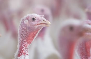 1702914100-turkey-head_1-1