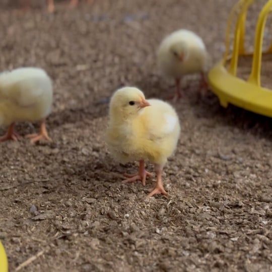 1744361060-avara-chick-square-2