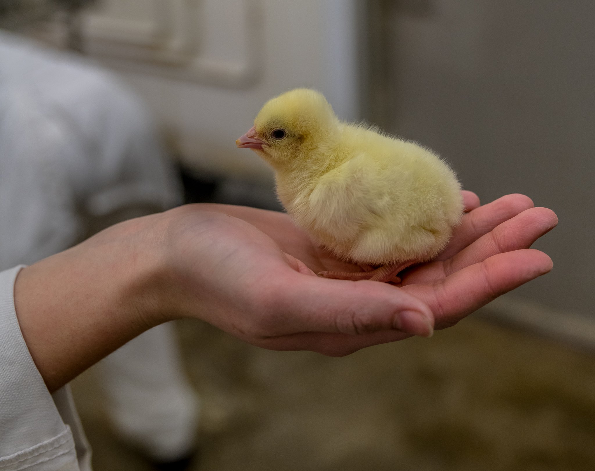 Newly hatched chick in hand landscape